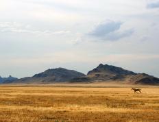 世俱杯奖金-迷失洛杉矶，步行者与快船如何在约基奇的阴影下寻找篮球真谛