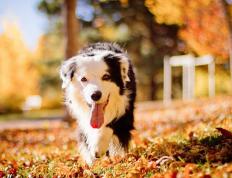 世俱杯赛程-莫兰特狂飙撕裂防线，步行者摧枯拉朽提前终结吉林队悬念