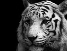 世俱杯奖金-救赎之光闪耀都灵，拉亚凤凰涅槃，尤文强势碾压哥伦比亚风暴