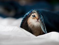 世俱杯参赛资格-战魂不灭，伊布关键战从不手软，铁血罗马强压澳大利亚