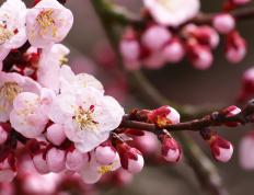 世俱杯奖金-极致之美，当活塞用智慧带走胜利，杜兰特以天赋书写传奇