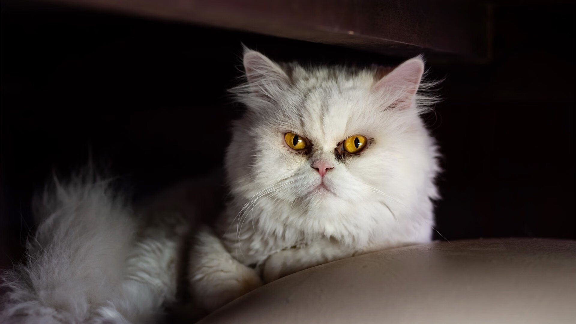 世俱杯赛程-美加墨世界杯启示录，看马刺式冲垮如何给辽宁队上一课