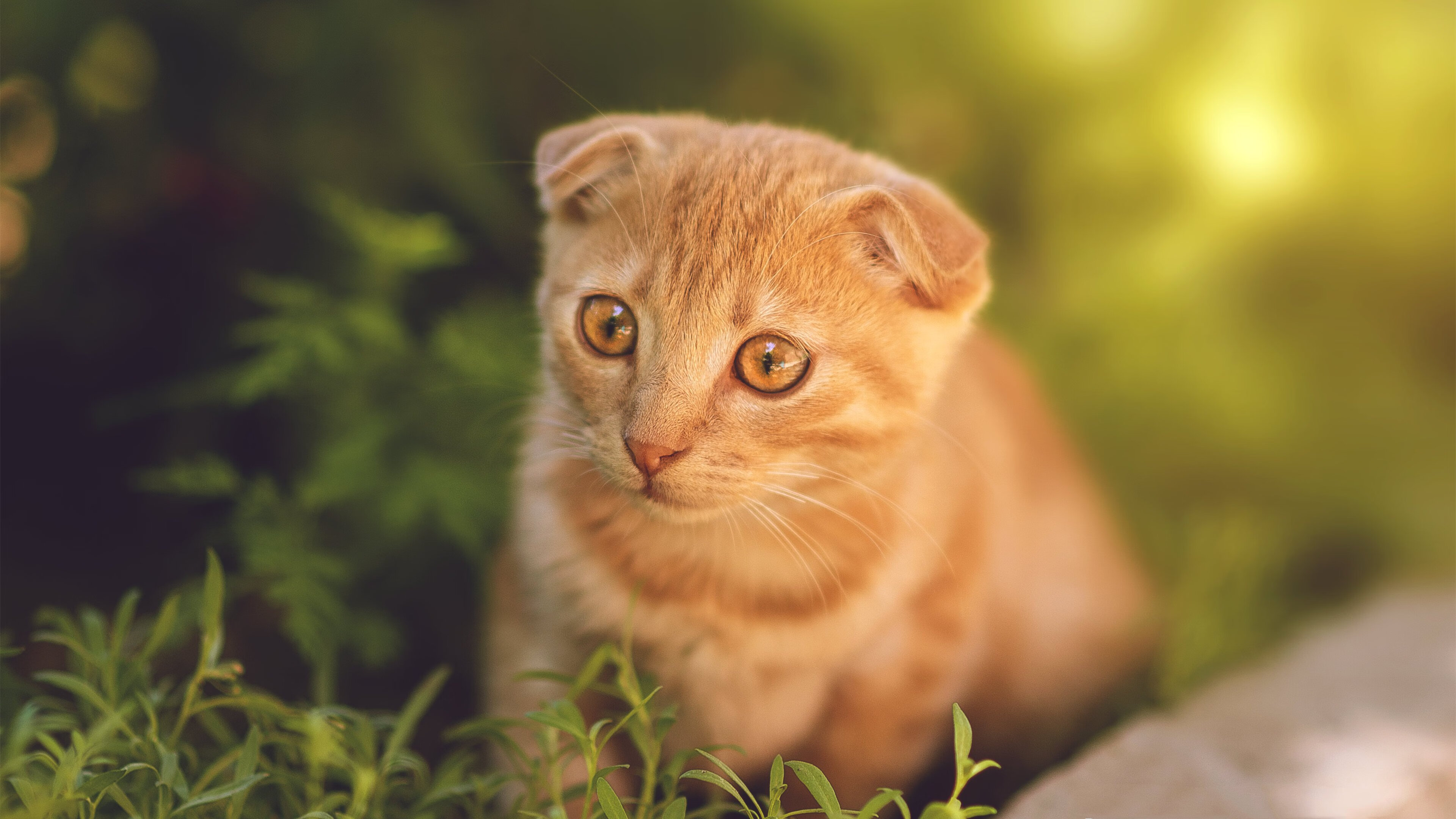 世俱杯时间-小贾伦关键时刻独揽8分 鹈鹕窒息防守险胜快船