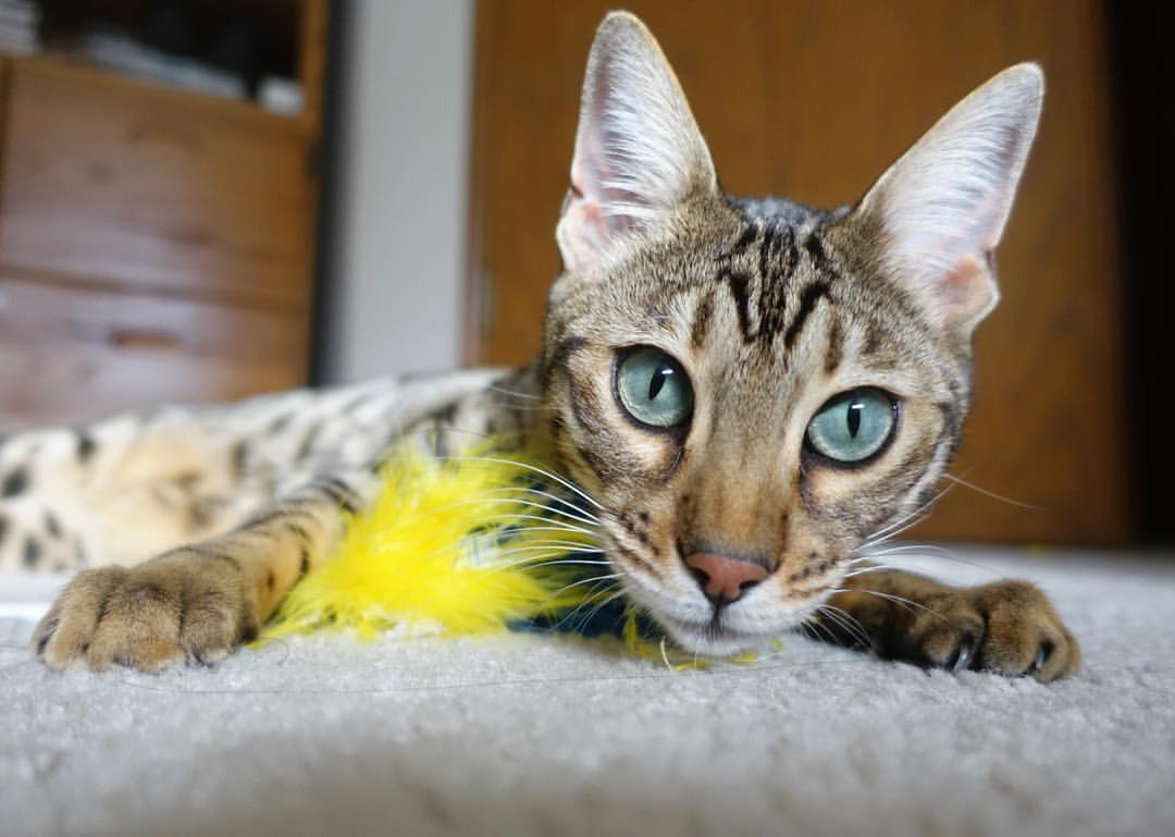 世俱杯分组-统治京师的寒光,欧文末节救主,北京队上演战略压制教科书