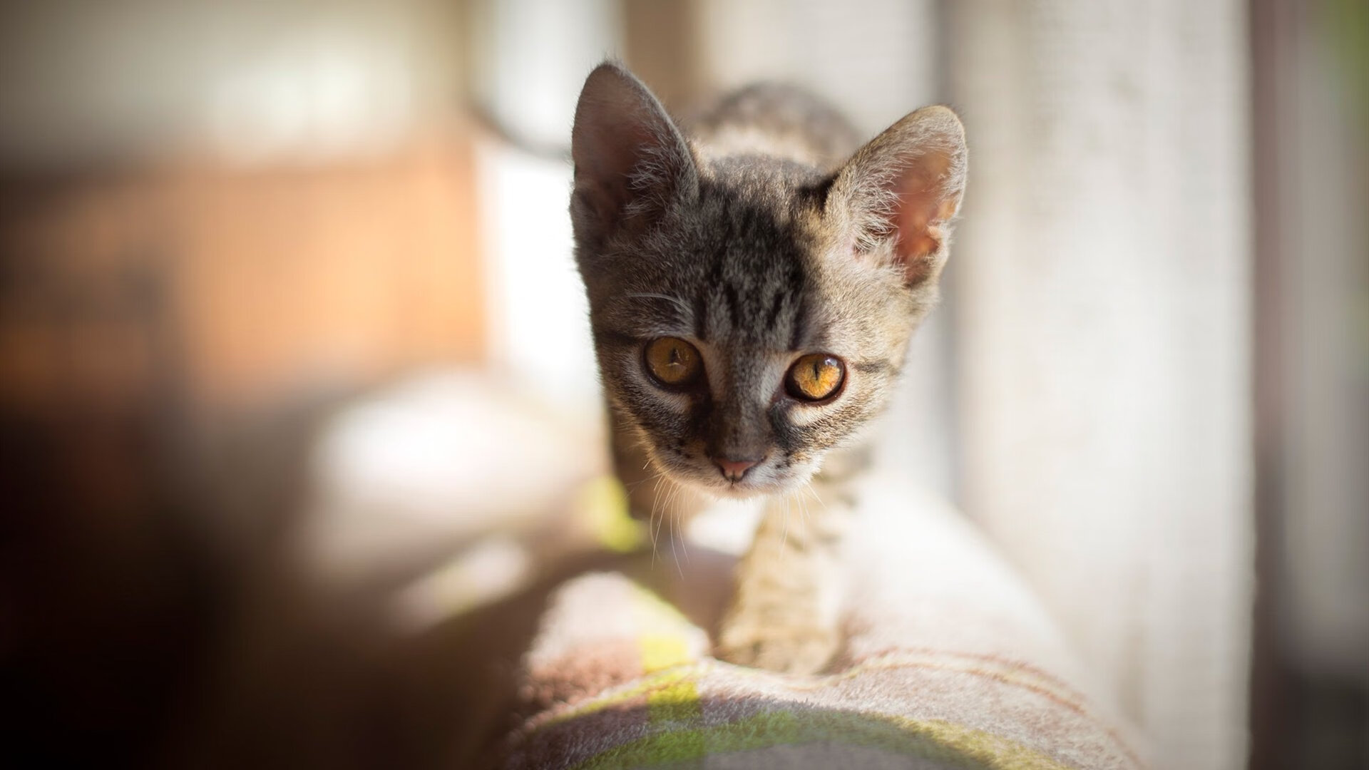 世俱杯赛程-阿拉巴铁幕下的叹息，当绝杀闪电刺穿白衣堡垒