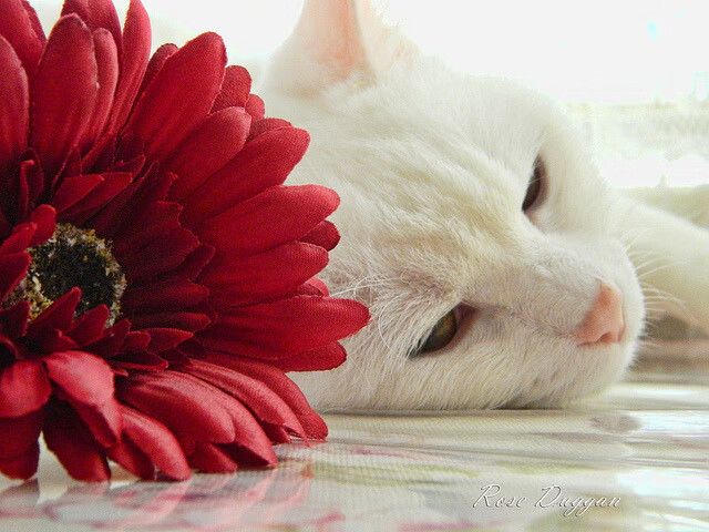 世俱杯时间-黄喜灿连续得分拉开差距,摩洛哥力克乌克兰