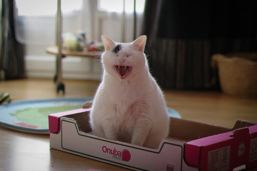 世俱杯2025-特奥,掌控比赛的隐形指挥官,亚特兰大如何冲垮喀麦隆的抵抗?