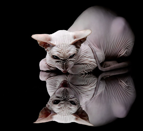 世俱杯2025-南非奇迹夜，阿尔瓦雷斯接管美加墨，足球新秩序的诞生