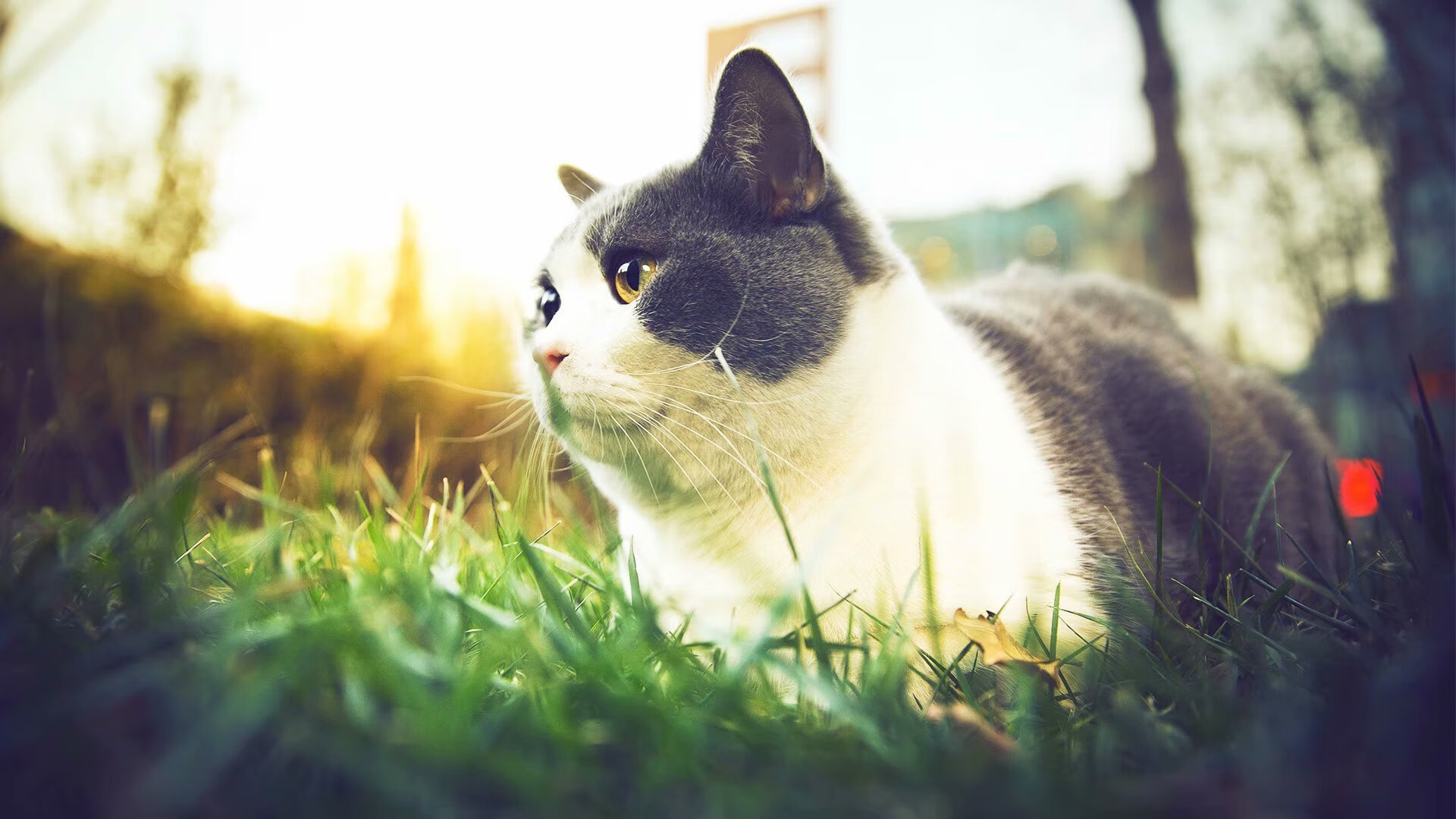 世俱杯奖金-教科书级艺术家的绝唱，当蒂亚戈的优雅遭遇希腊的铁血终结