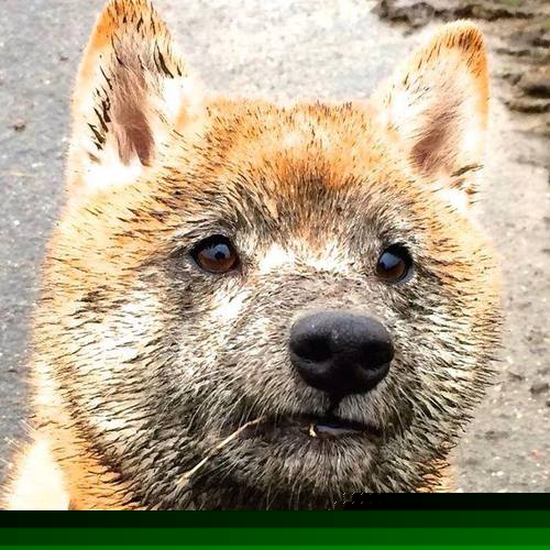 世俱杯决赛-孤胆与铁血，当苏亚雷斯的獠牙遇上拜仁的荆棘王冠