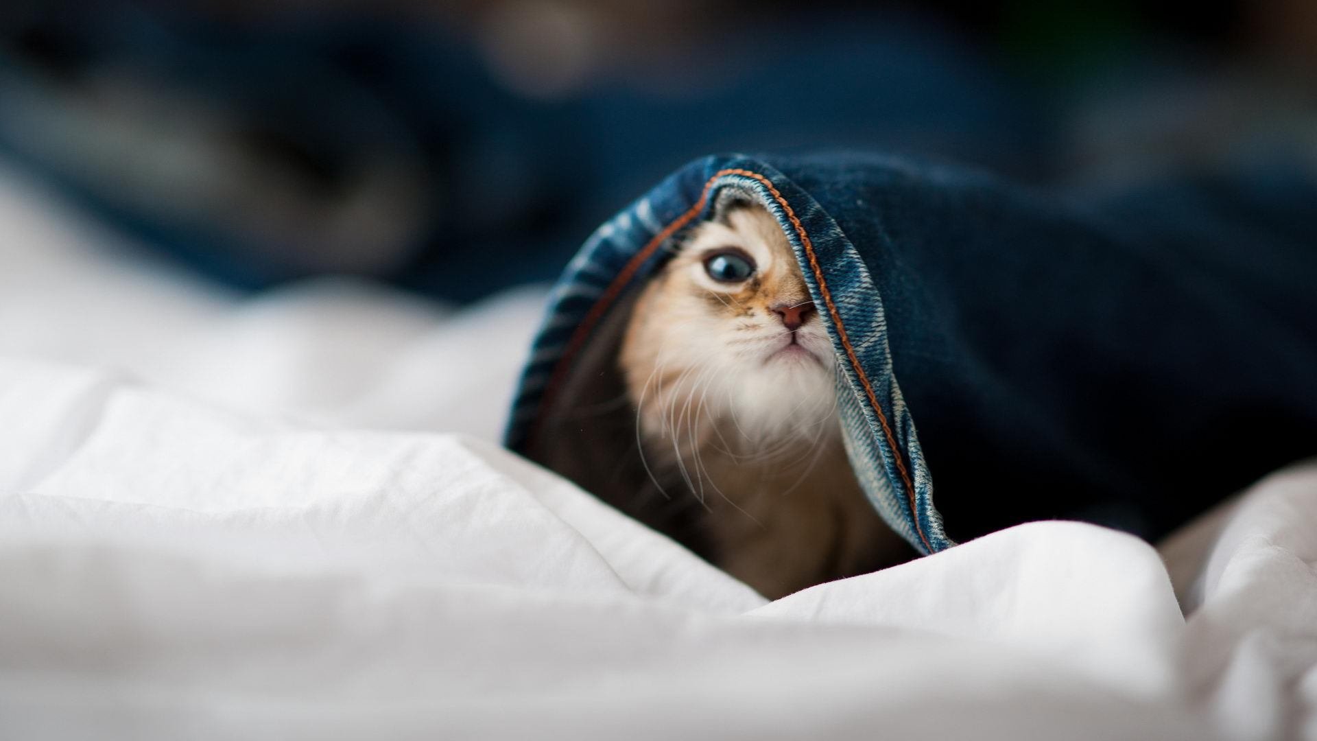 世俱杯参赛资格-战魂不灭,伊布关键战从不手软,铁血罗马强压澳大利亚