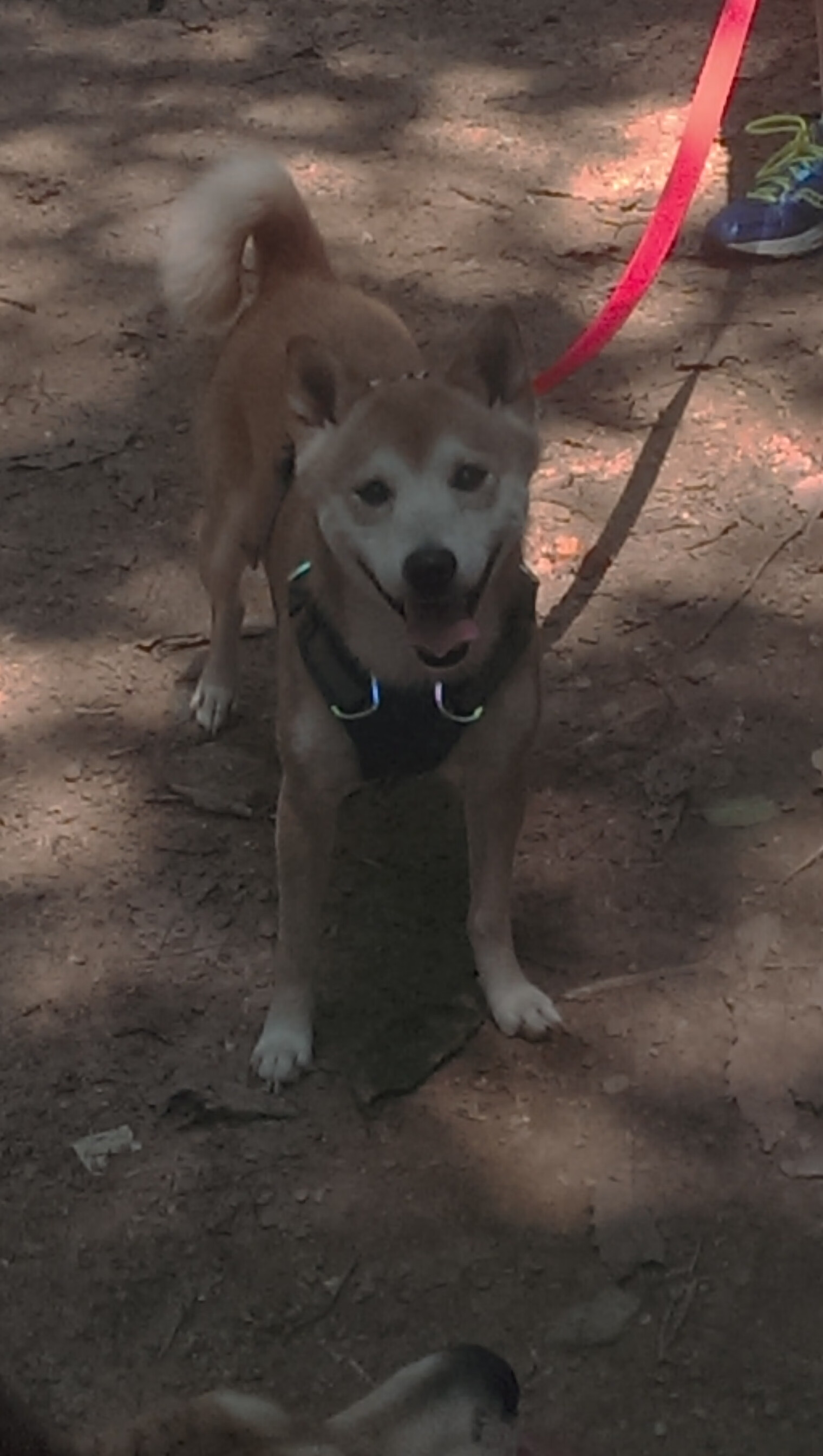 世俱杯-绿茵场上的文化远征，当日本横扫塞内加尔，谁才是真正的关键先生？