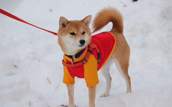 世俱杯时间-铁血碾压！广厦主场沦陷，爵士抢七风暴席卷一切